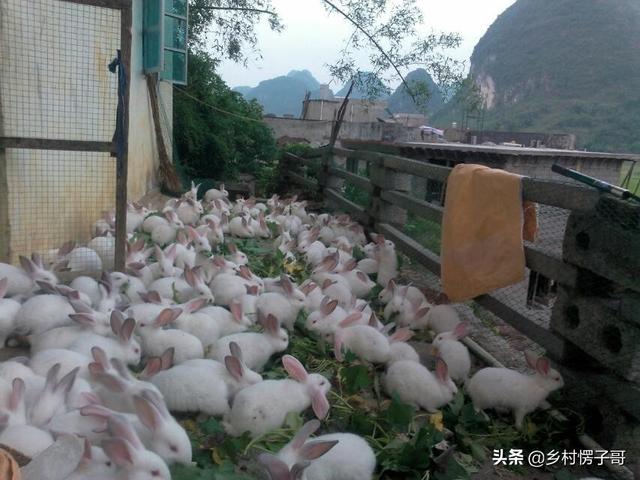 养殖100只兔子利润多少？