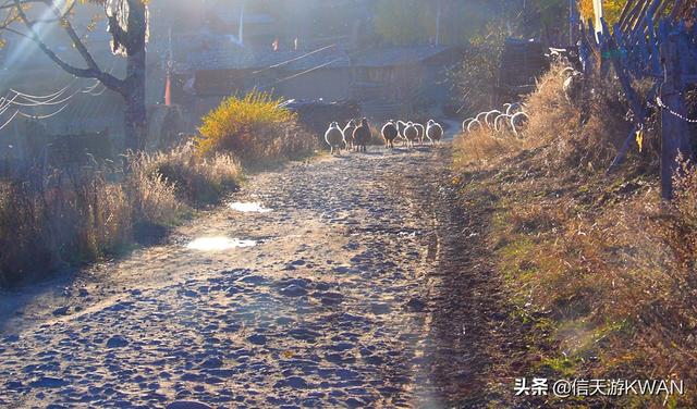 朱玛娜:日本声优金元寿子宣布复出，她曾经配过哪些动漫角色呢？