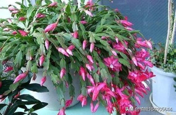 蟹爪兰图片:蟹爪兰开完花以后，叶片非常的瘦，怎么办？