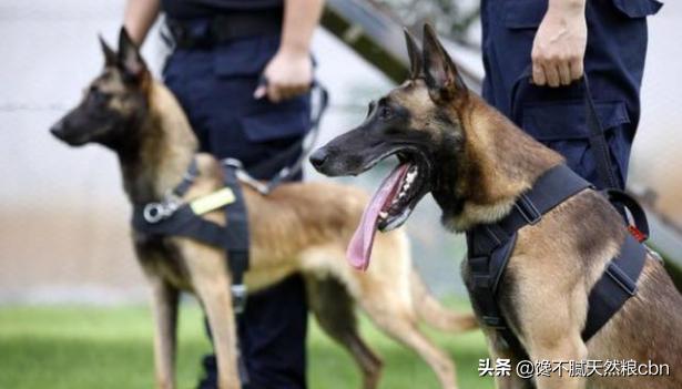 指示犬:每次看到警犬都很激动，常见的警犬品种有哪些？ 指示犬什么品种最好