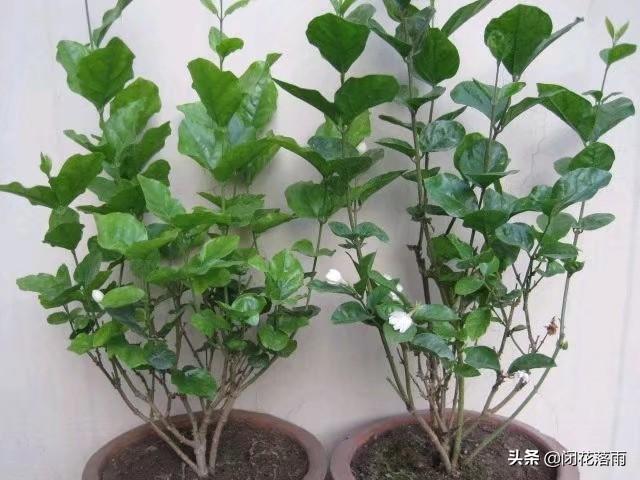 头条问答 茉莉花什么时候搬到室外 闭花落雨的回答 0赞