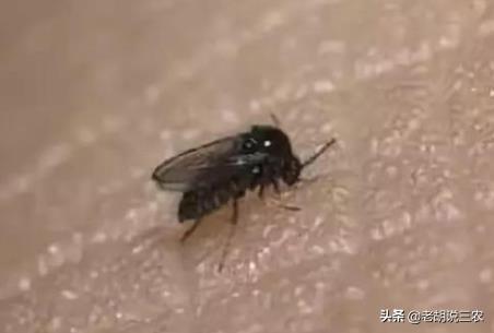 咬人的虫子:农村有一种肉眼看不到的小虫咬人很疼，它有名字吗？怎样对付它？