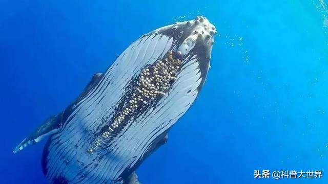 鲸鱼身上藤壶的作用，为何很多海洋生物最讨厌的生物是鹅颈藤壶