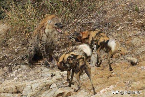 花豹:花豹、猎豹至少能对付多少只非洲野犬？