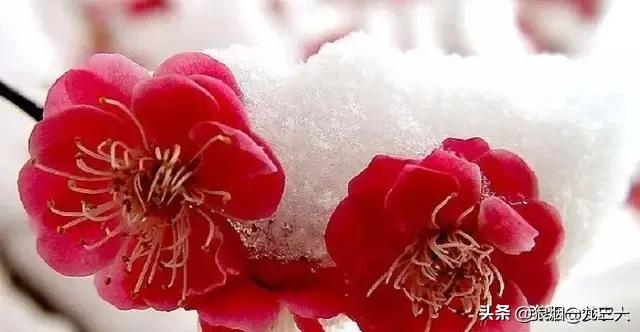 有道是:但求夕阳无限好，何须惆怅近黄昏。为什么一些人们还想不开？