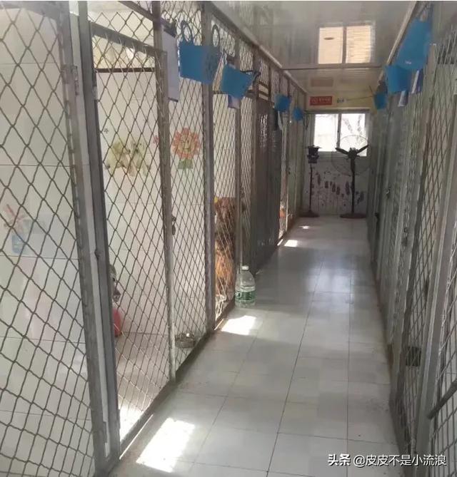 留守宠物寄养一笼难求:宠物寄养以后的前景怎么样？