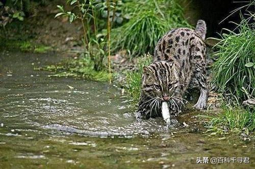 豹猫咪品种大全及图片:我国野生的豹猫还多吗？为什么？