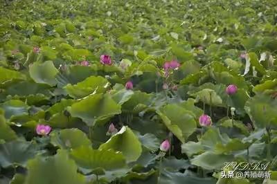 头条问答 麒麟花怎么栽培 3个回答