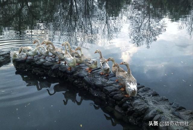 头条问答 为什么鸭子总是一只带队 后面很有秩序地跟着 而鸡就散乱地跑 27个回答