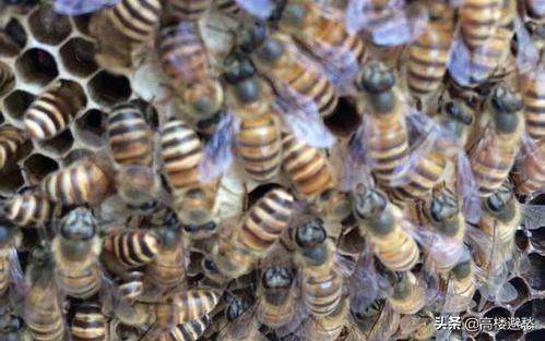 没有蜜蜂水果会消失吗，没有蜂王的蜜蜂群，会做蜂蜜吗