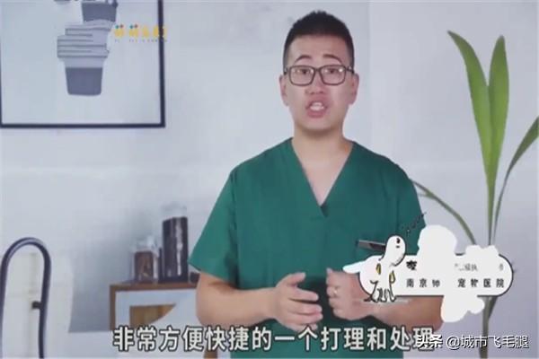 猫咪掉毛怎么办,如何快速清理猫咪掉的毛？