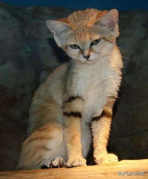荒漠猫和普通猫有什么区别:土猫和品种猫有什么区别？