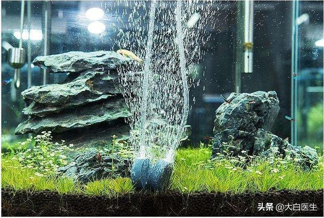 古牧价格底缸 滴流:80鱼缸放多少根细菌屋？