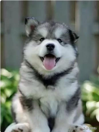 女王的柯基:你知道各大犬种的外号不？哪个外号让你印象深刻？