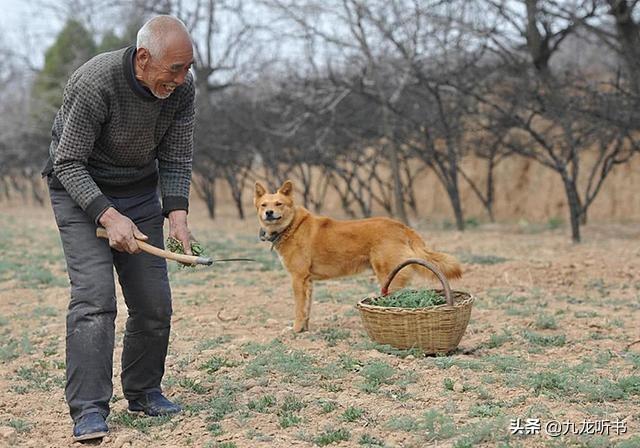 中国斗犬:中国斗犬前十名 如何正确地挑选一条土狗？