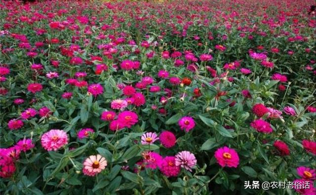 百日草种子:百日草不能重茬，当年是否可以？隔一年是否可以？
