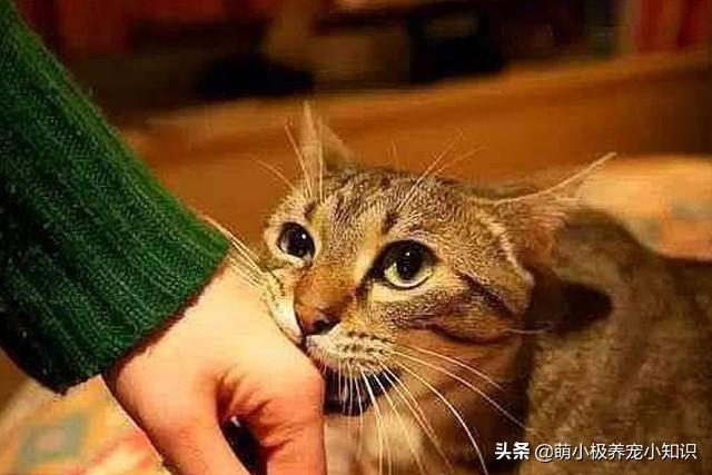 安哥拉猫怕挨打:我可以狠狠地打猫一顿让它怕我吗？ 安哥拉猫一直在扑人