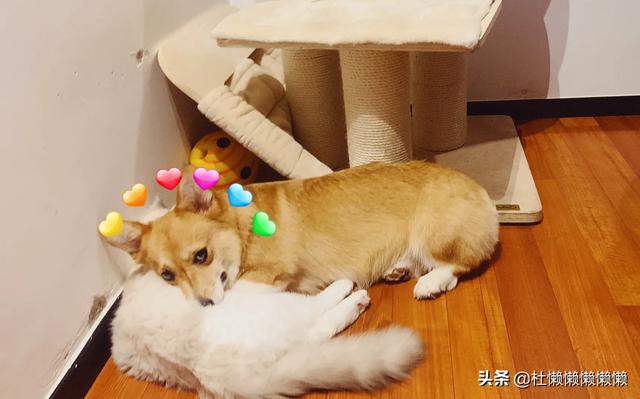 女人爱狗狗群视频:女儿养了个小狗，处处和我做对，我能把它撵出去吗？有谁要吗？