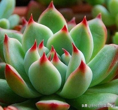 在南方地区的农村发展多肉植物种植,是露天种植好,还是大棚温室种植好？