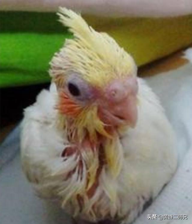 诺幅克啄羊鹦鹉:家养的鹦鹉啄掉自己身上的毛是怎么回事？