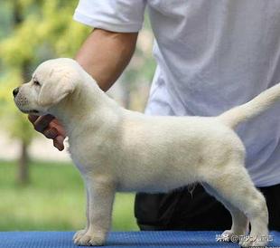最容易养的中型犬:楼房养什么中型犬比较好？不扰民，不掉毛的，好打理的？