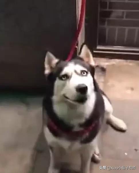 哈士奇搞笑视频会说话:有什么关于动物的搞笑短视频推荐？