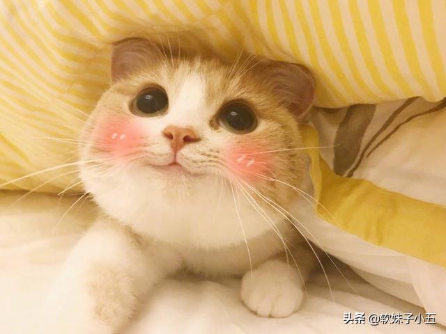 宠物猫的种类及价格表:大佬们，我想养只猫预算在一两千有没有推荐的品种啊？