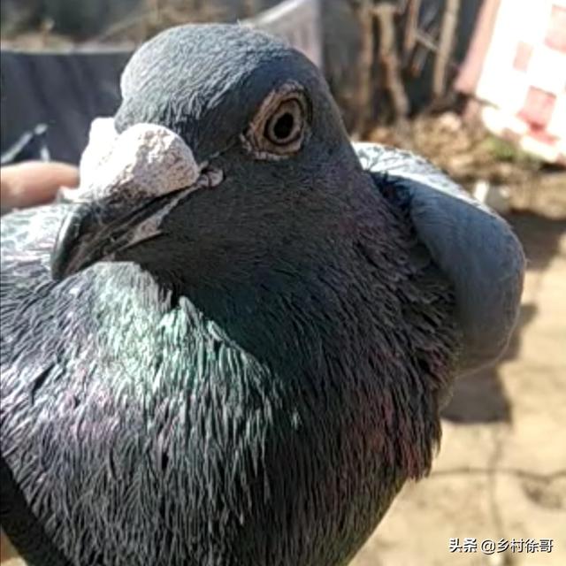 头条问答 - 鸽子得过沙门氏,吃食精神正常,饮水量偏大,粪便不成型.