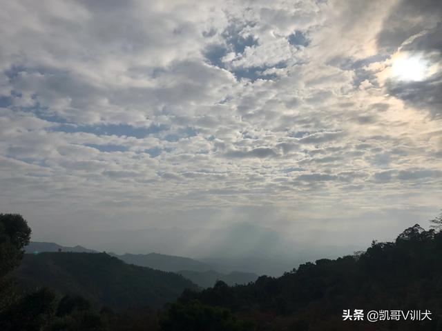 什么狗最忠诚人类:有人说：猫和狗是对人类最忠实的。你认同这种看法吗？