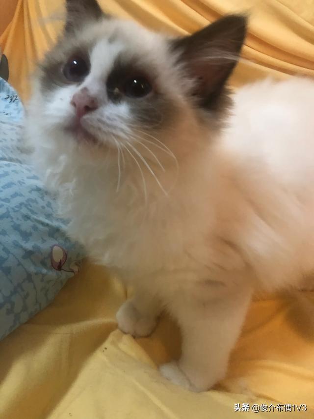猫发情 叫声:猫发情除了会乱撒尿和乱叫，还有其他表现吗？