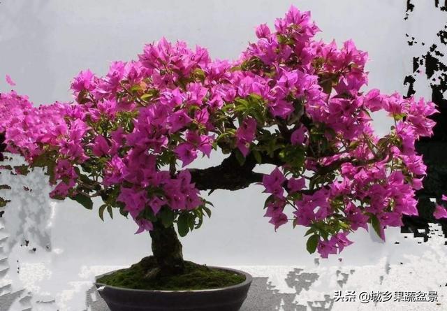 阳台养什么花耐养，广州哪些植物适合盆栽阳台种植,特点好养耐高温