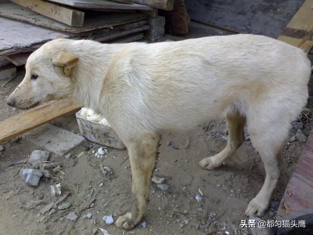 疯狗病的狗什么特征:如果人被狗咬了以后，不打狂犬疫苗”会像狗一样叫吗？