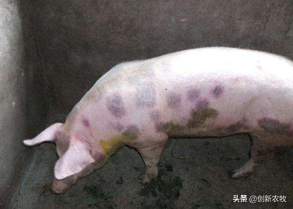 猪弓形体病治疗:猪大便正常但是发高热用什么药？