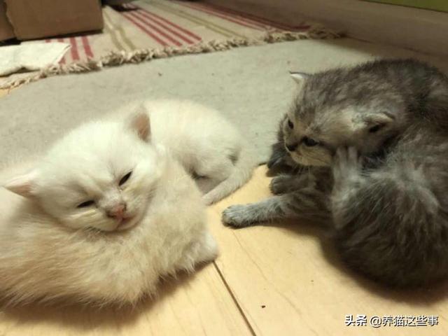 猫咪舔了皮特芬:小猫肚子上起藓怎么处理？