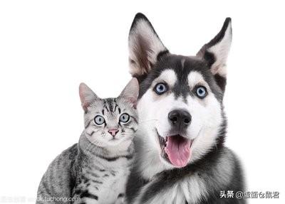 猫狗宠物知识问答:求问猫更好养还是狗更好养呢？