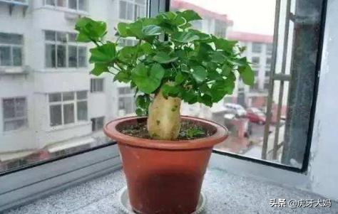 6种会带来晦气的盆栽绿植,绿萝的危害是什么？红薯叶能做室内绿化吗？