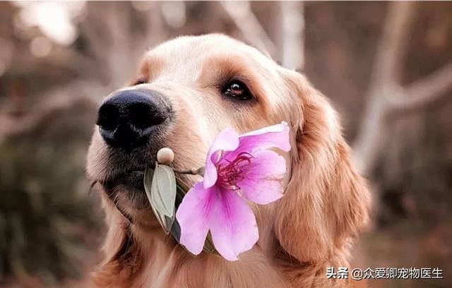 谁知道上海传奇犬舍的联络方式:对于消费者而言，如何判断一个犬舍正规与否？ 传奇犬舍