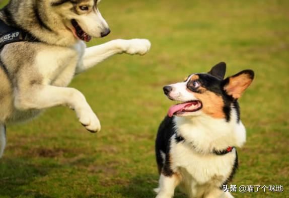 浙江板凳狗:西安女子被狗咬28天后死亡，是狂犬疫苗没用吗？ 浙江板凳狗图片大全
