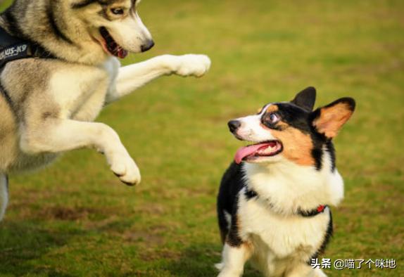 杜兵犬打架视频:杜高和杜宾应该选择哪一个？