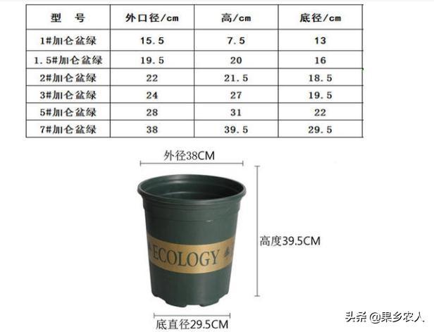 番荔枝树图片，盆栽五年番荔枝树用多大盆