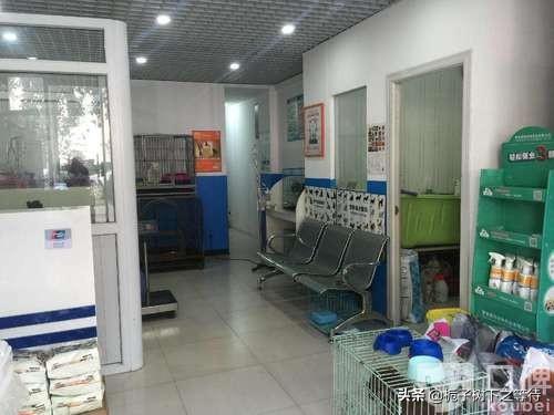 宠物健康护理员怎么样:石家庄宠物护理哪家专业？