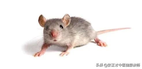 有的城市下水道老鼠泛滥成灾怎么办？