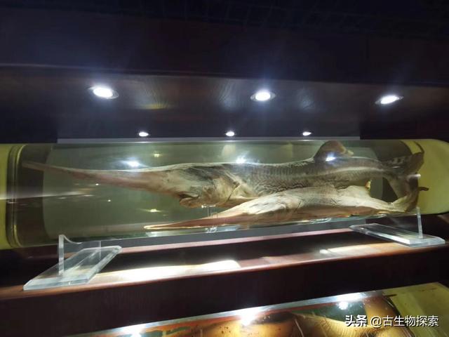 中华鲟未来能不能也灭绝了，“中国最大淡水鱼”灭绝，这是什么鱼还有哪些鱼濒临灭绝