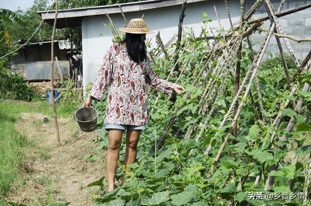 四季豆喜欢落花落荚是什么原因？要如何预防？