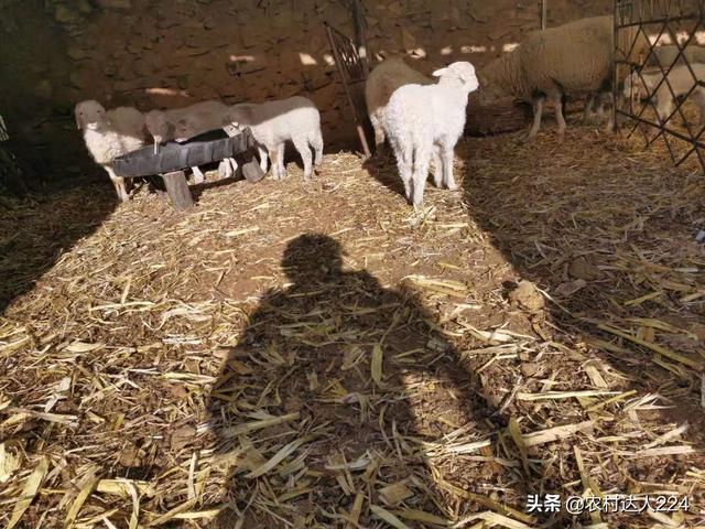 初生小羊拉不出屎怎么办:刚出生的羊羔体弱怎么办？