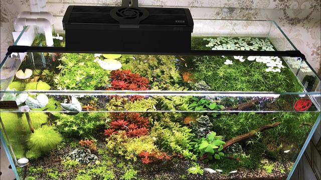 海鲜水族箱图片:水族箱图片大全 可以嗮嗮你们的鱼缸照片吗？