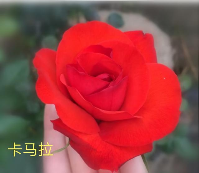 优秀月季花品种介绍百度网:名贵月季十大品种是哪些品种？