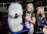 名犬杂志品牌及商品:能否把你见识过的名犬发出来吗？