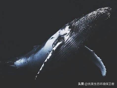 矛齿鲸生物:经常听说鲨鱼伤人，但为什么很少听说鲸鱼伤人？