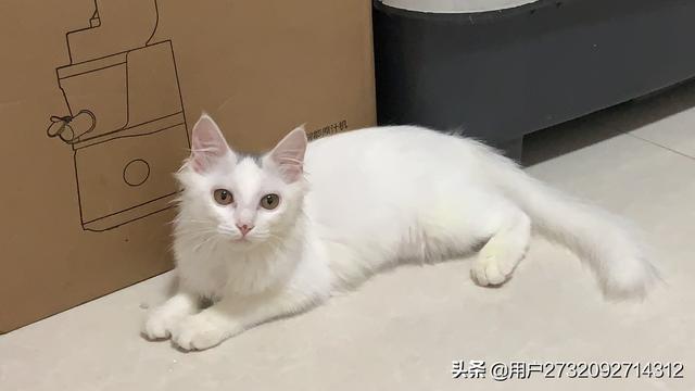 为什么我家猫不会埋屎:为什么猫大小便都会先挖个坑，拉完后也懂得把便便埋掉呢？